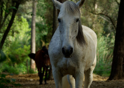 Cavall de nom Golosina